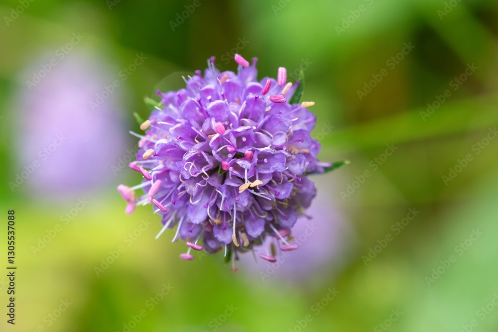 Close up of a devils bit scabious (succisa pratensis) flower in bloom Close up of a devils bit scabious (succisa pratensis) flower in bloom