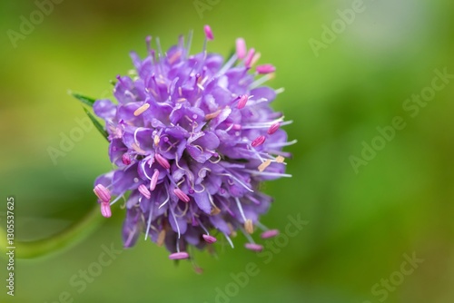 Close up of a devils bit scabious (succisa pratensis) flower in bloom