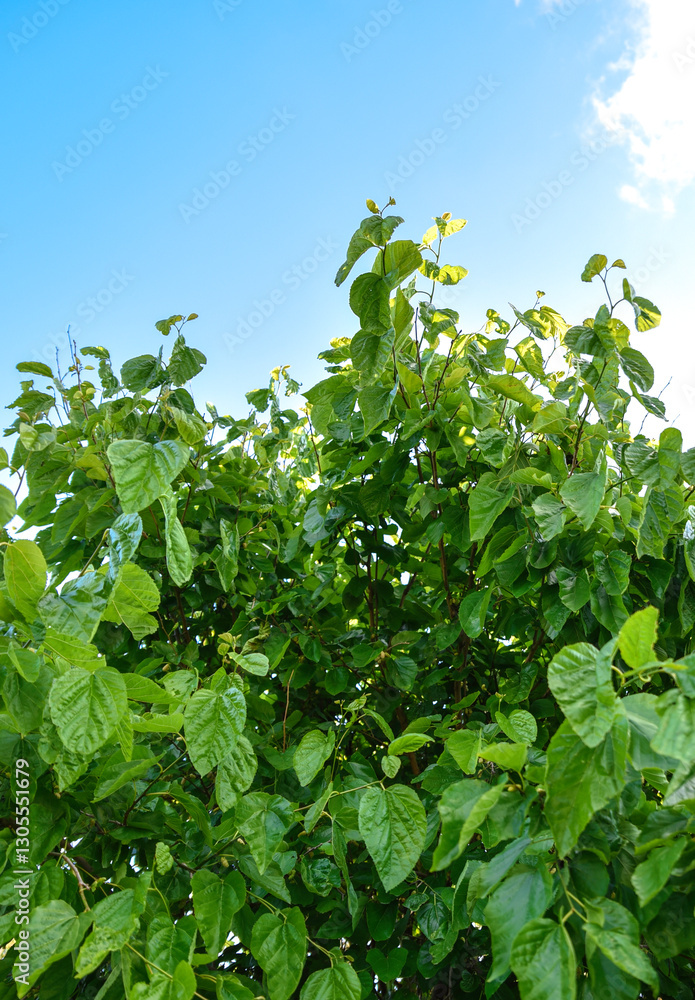 White Mulberries (Morus Alba) on a brench, Fresh white mulberry berries on tree., white mulberries with tree branches and green leaves, Wild white mulberry tree with branches full of fruits. White Mulberries (Morus Alba) on a brench, Fresh white mulberry berries on tree., white mulberries with tree branches and green leaves, Wild white mulberry tree with branches full of fruits.