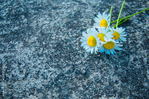 chamomiles in a grey stone background