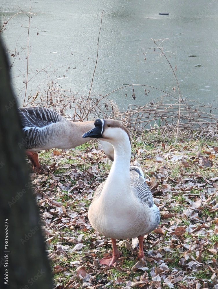 Fototapeta premium A stately Swan Goose outdoor in park during early spring, feeding