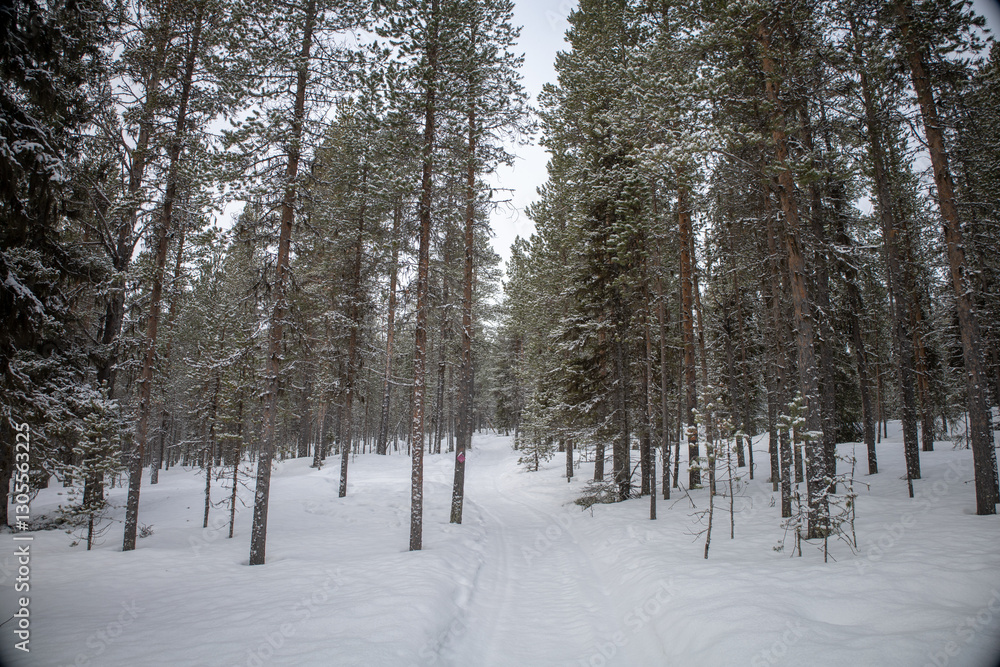 Incredible winter landscape with snowcapped pine trees under cloudy skies in frosty morning. Jukkasjarvi, outside of Kiruna. Incredible winter landscape with snowcapped pine trees under cloudy skies in frosty morning. Jukkasjarvi, outside of Kiruna.