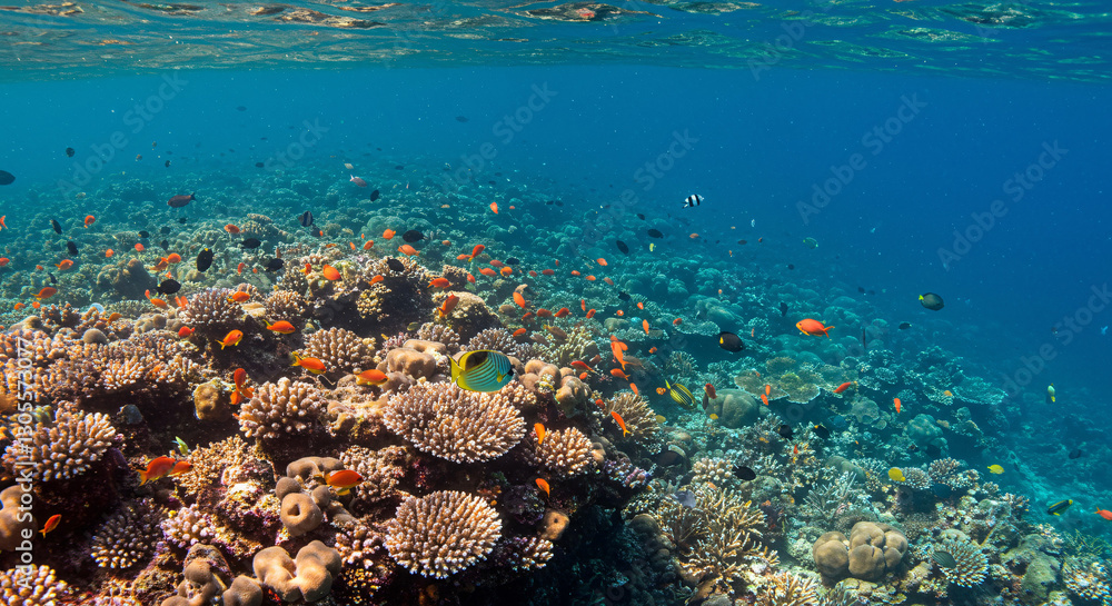 Obraz premium coral reef in the sea