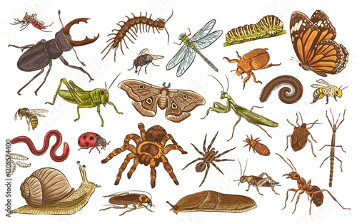 Entomological Diversity: An intricate illustration showcasing a rich assortment of insects and invertebrates, rendered in a captivating style. This detailed artwork is teeming with various species.