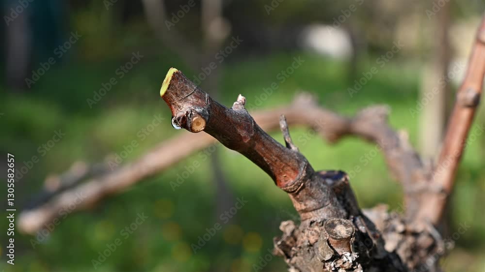 Drop of sap falling from the vine branch after pruning in winter. Sardinia, Italy. Traditional organic agriculture. Footage. Drop of sap falling from the vine branch after pruning in winter. Sardinia, Italy. Traditional organic agriculture. Footage.