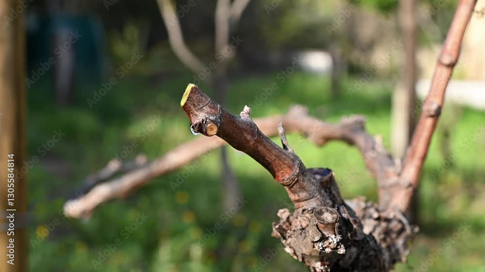 Drop of sap falling from the vine branch after pruning in winter. Sardinia, Italy. Traditional organic agriculture. Footage. Drop of sap falling from the vine branch after pruning in winter. Sardinia, Italy. Traditional organic agriculture. Footage.