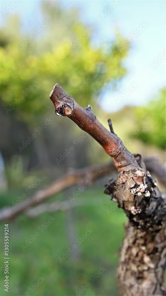 Drop of sap falling from the vine branch after pruning in winter. Sardinia, Italy. Traditional organic agriculture. Footage. Drop of sap falling from the vine branch after pruning in winter. Sardinia, Italy. Traditional organic agriculture. Footage.