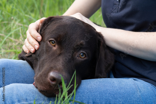 Photos Chocolate Labrador resting on man's lap in grass