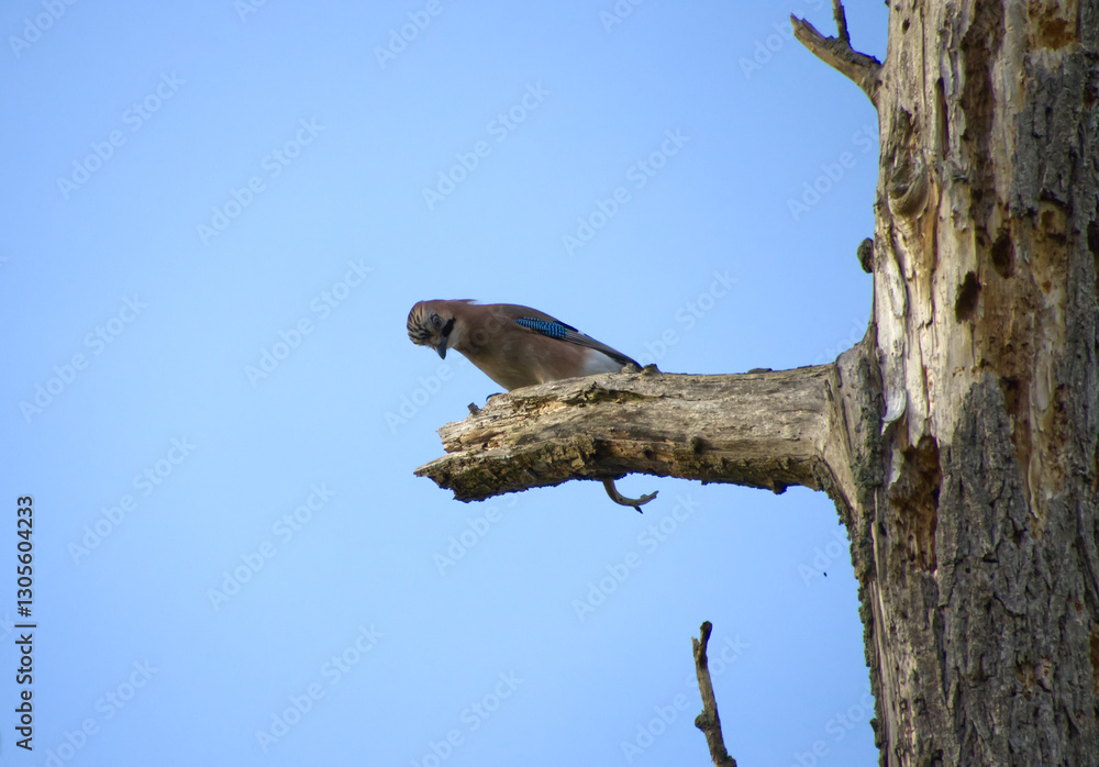 cute eurasian jay looking down from a branch, jay on a bare tree with blue sky, jay on a branch, jay from the side, beautiful Garrulus glandarius, blue feathers