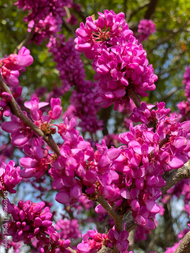 Close up of vivid pink blossoms on a spring tree redbud Close up of vivid pink blossoms on a spring tree redbud