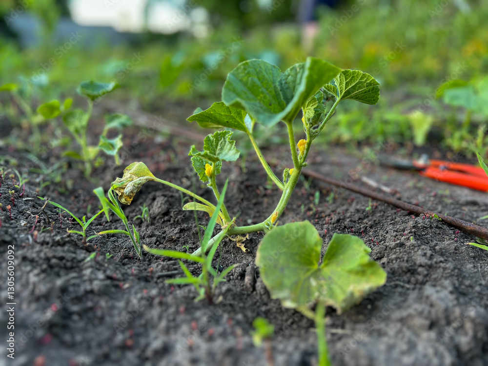 Obraz premium Young melon plant growing in fertile soil with garden shears in background
