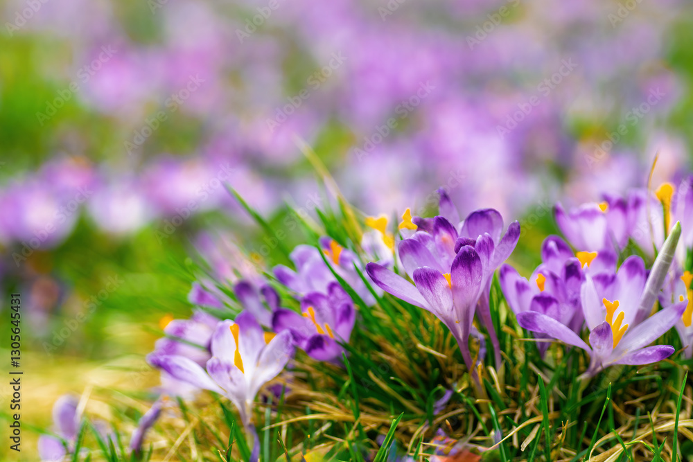 Crocuses blooming in a meadow in spring, creating a beautiful purple and green natural background with copy space