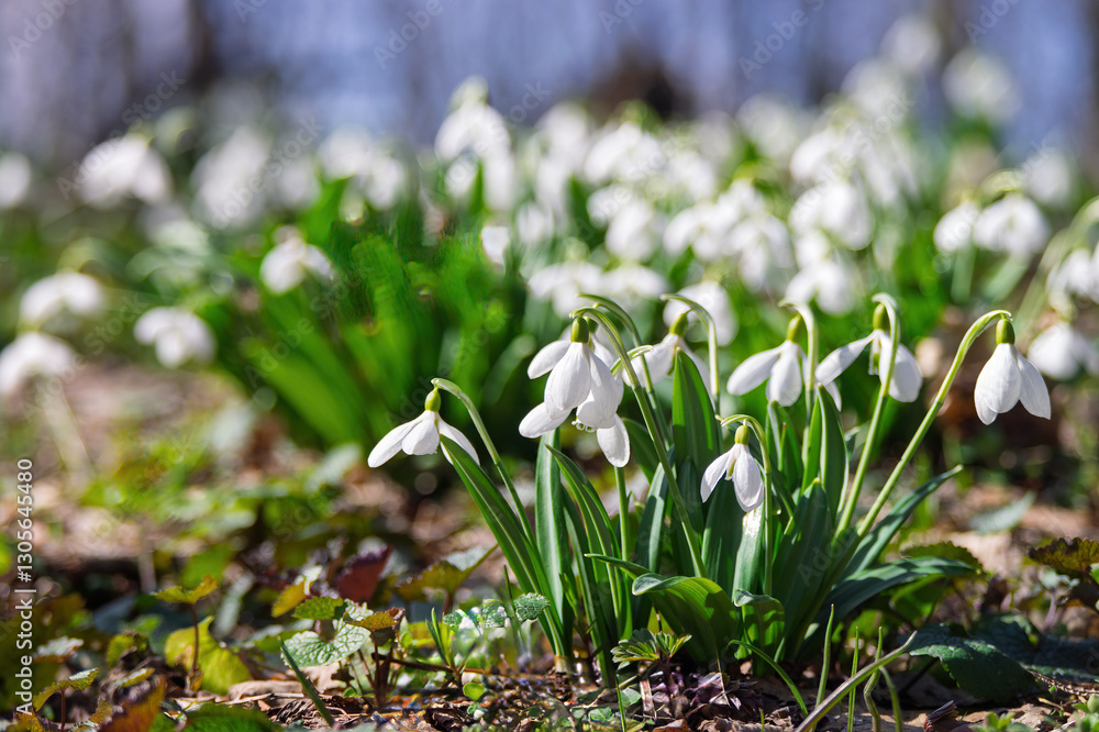 Obraz premium Close up of delicate snowdrop flowers emerging from the ground, signaling the arrival of spring and renewal