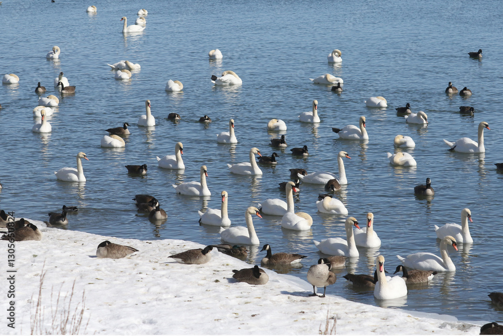 Hundreds of Swans in Barcovan Beach Ontario waterway