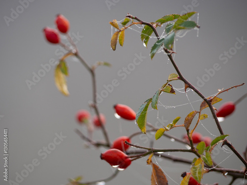 Rosal bajo la lluvia