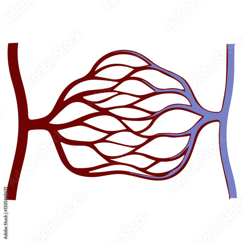 capillary bed colored icon