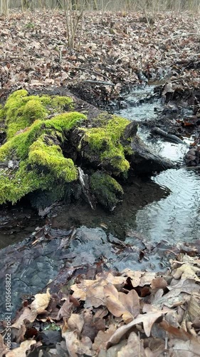 A close-up of a small stream flowing through the forest, passing over moss-covered roots and fallen autumn leaves. The water moves gently through the woodland landscape.