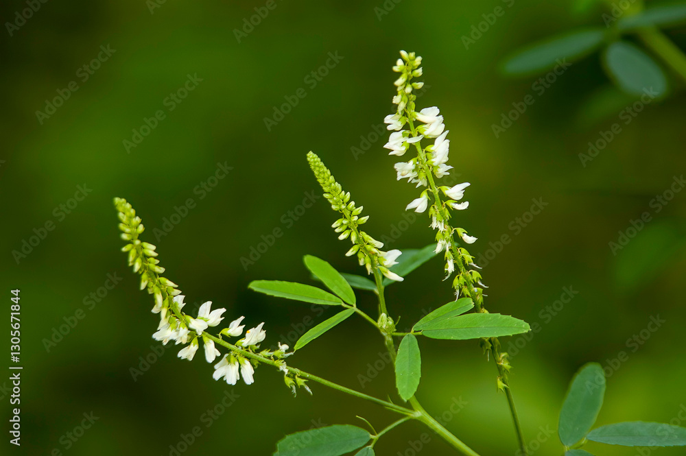 Naklejka premium closeup of white sweet clover wildflower