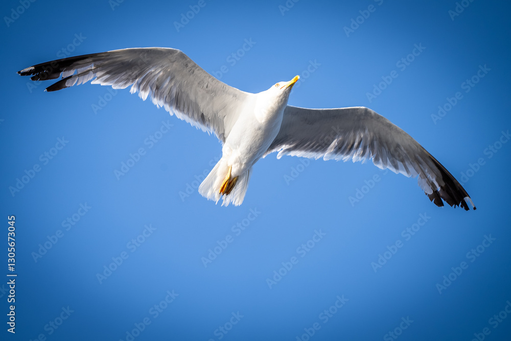 Fliegende Möwe Fliegende Möwe