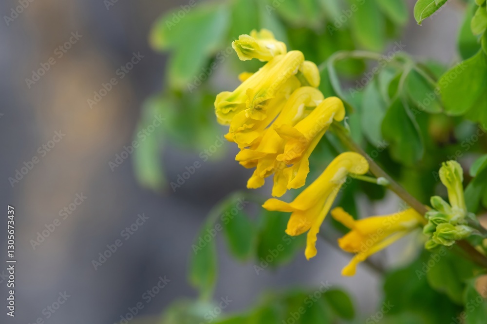 Yellow corydalis (pseudofumaria lutea) flowers in bloom Yellow corydalis (pseudofumaria lutea) flowers in bloom