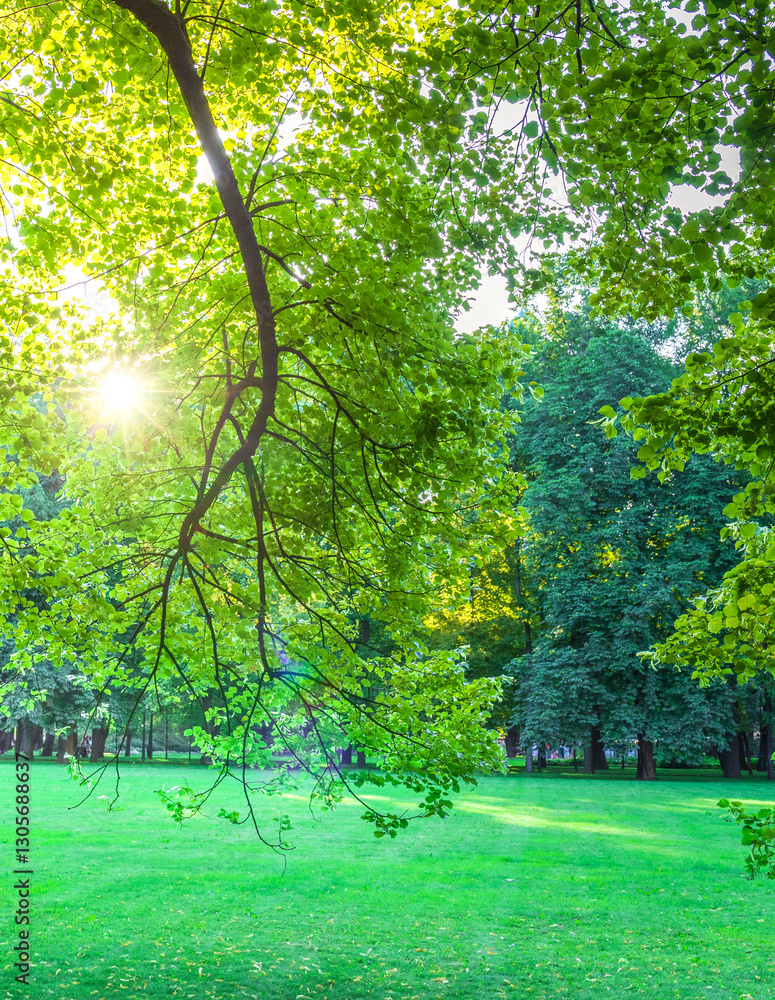 Naklejka premium Tree with a branch that is casting a shadow on the grass