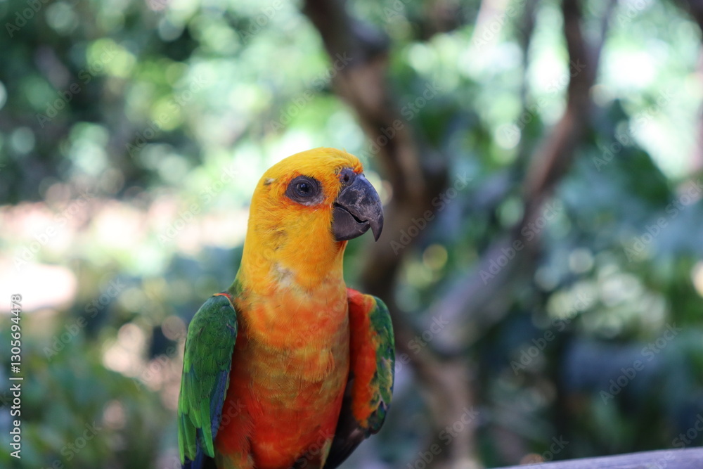 Obraz premium This is a beautiful bird called the true Jandaia. It is known by other names, such as the northeastern parakeet and jandaia.