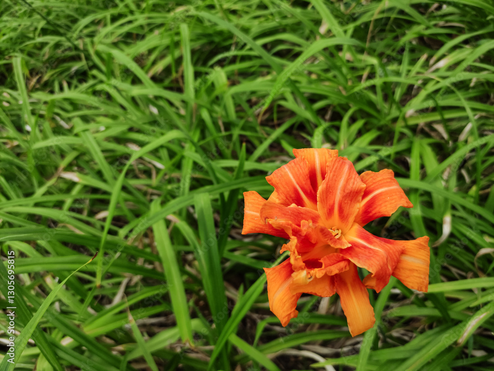 Orange daylily blooming in green grass in pruhonice, czech republic Orange daylily blooming in green grass in pruhonice, czech republic