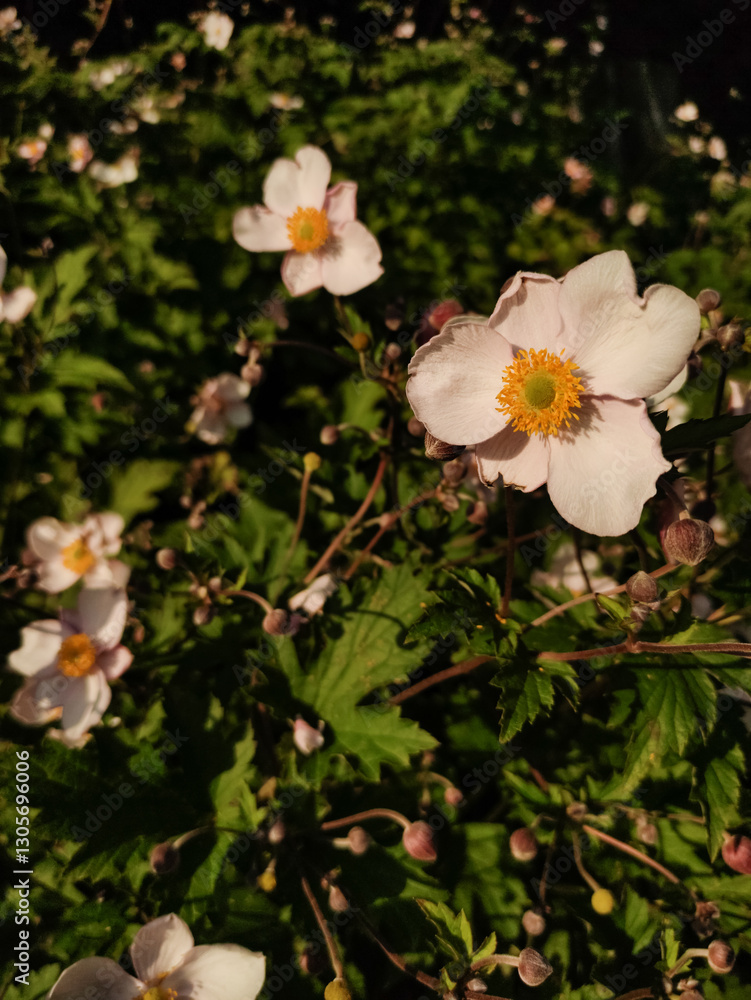 Japanese anemone blooming in pruhonice, czech republic Japanese anemone blooming in pruhonice, czech republic