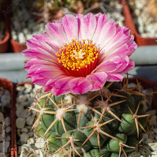 Wallpaper Mural Vibrant and captivating close-up of a single Coryphantha elephantidens flower, showcasing the intricate beauty of succulent nature in the Mexican desert. Torontodigital.ca