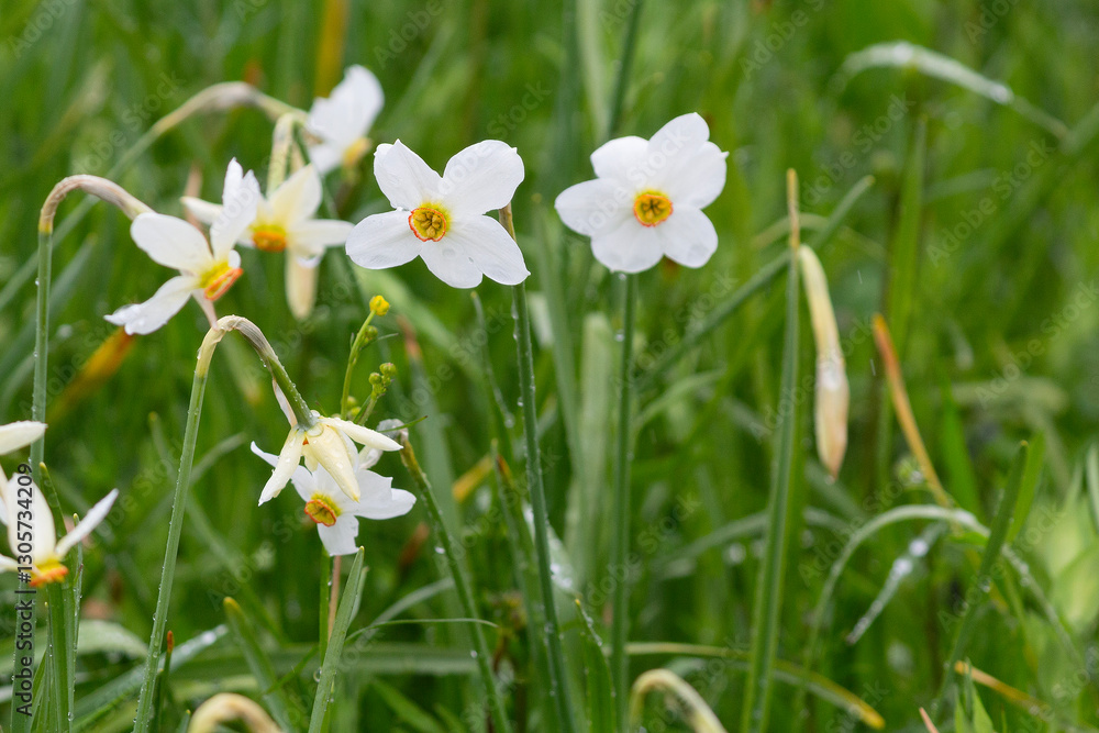 Spring flowers daffodils. Narcissus flowers blooming in a garden Spring flowers daffodils. Narcissus flowers blooming in a garden