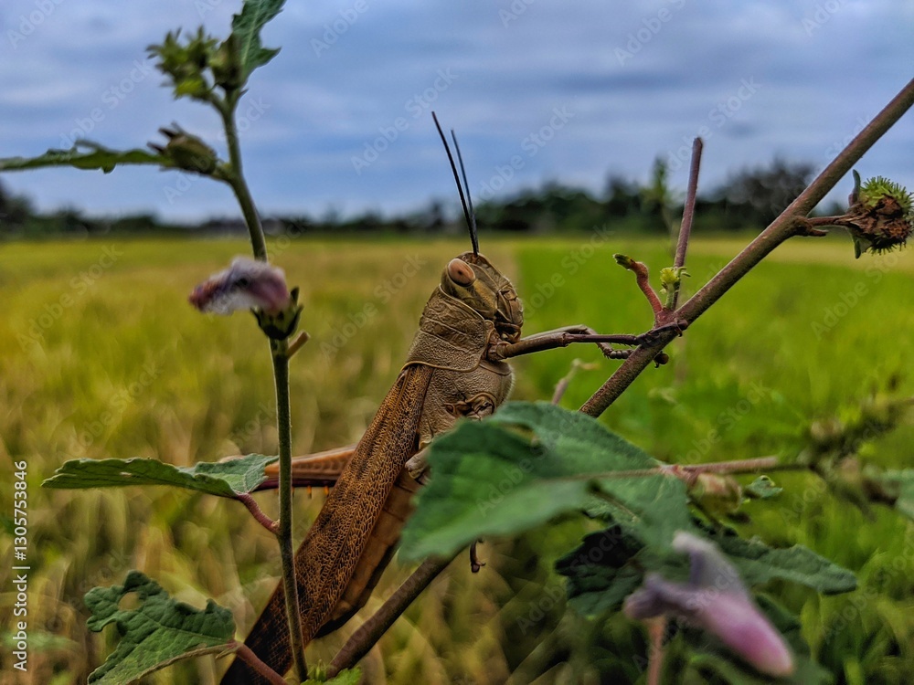 Grasshopper in a Rice Field: A Natural Portrait in Rural Setting Grasshopper in a Rice Field: A Natural Portrait in Rural Setting