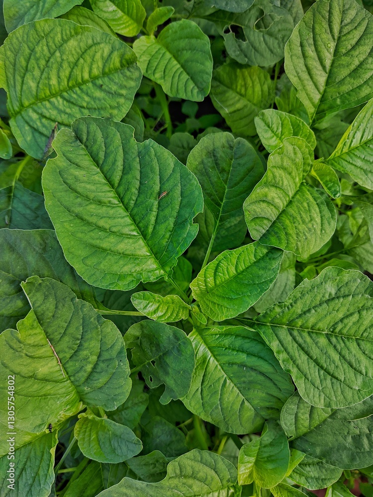 Fresh Green Amaranth Leaves Growing in Natural Sunlight Fresh Green Amaranth Leaves Growing in Natural Sunlight