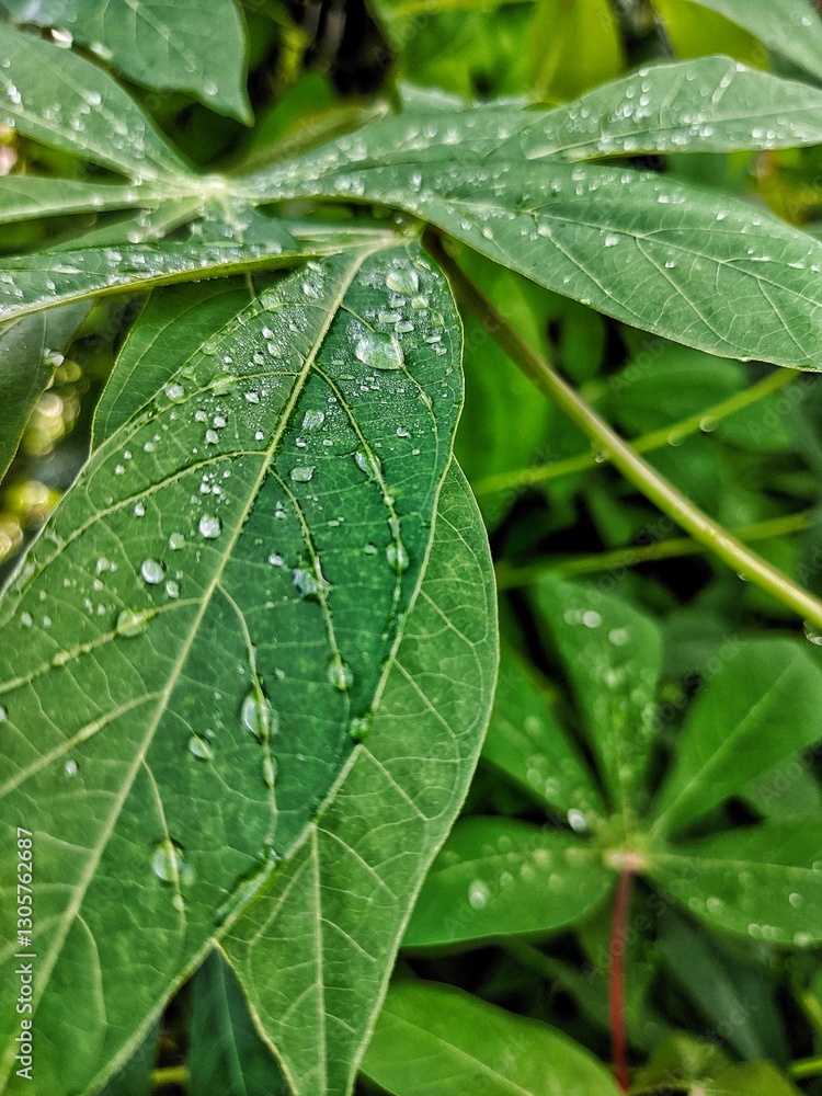 Dew-Kissed Cassava Leaves: A Study in Texture and Freshness Dew-Kissed Cassava Leaves: A Study in Texture and Freshness