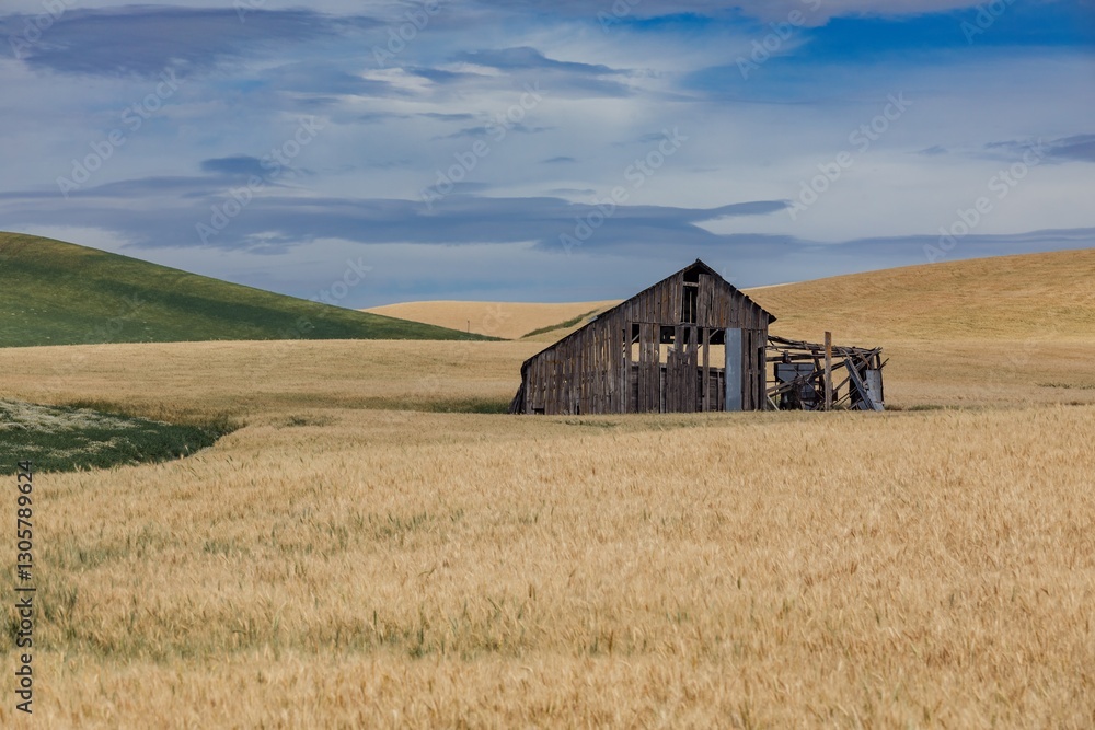 An old barn stands in a wheat field in Colfax , the Palouse region of Washington, USA. Rolling hills and a cloudy sky create a peaceful, rural scene. An old barn stands in a wheat field in Colfax , the Palouse region of Washington, USA. Rolling hills and a cloudy sky create a peaceful, rural scene.
