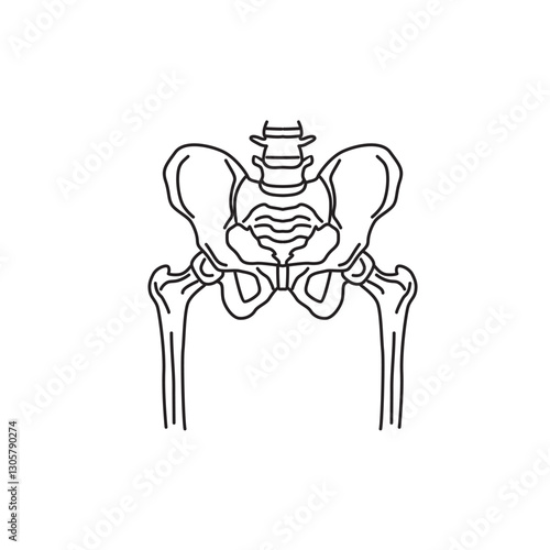 Human skeleton osteology vector lines, lumbar vertebrae, hip skeleton