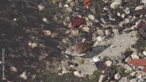 Wallpaper Mural High-quality cinematic footage of the Least Sandpiper (Calidris minutilla), the smallest shorebird, foraging along the Peace River shoreline in Charlotte Harbor, Florida, on a sunny March day. Torontodigital.ca