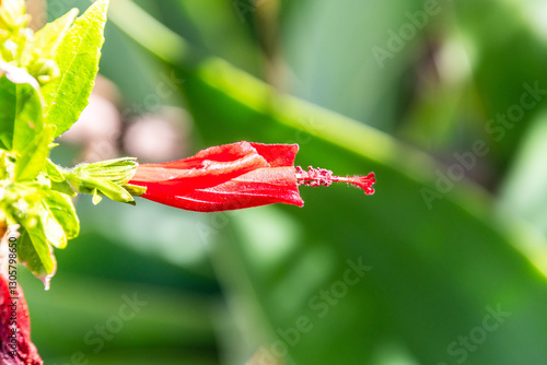 Malvaviscus arboreus pertenece a la familia Malvaceae. photo