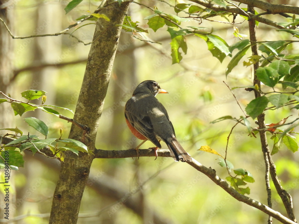 American robin perched on a branch within the woodland forest of the Elizabeth Hartwell Mason Neck National Wildlife Refuge, Fairfax County, Lorton, Virginia. American robin perched on a branch within the woodland forest of the Elizabeth Hartwell Mason Neck National Wildlife Refuge, Fairfax County, Lorton, Virginia.