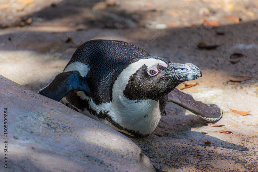 Naklejka premium African Penguin (Spheniscus demersus) lying in the shade on it's belly on a sandy shore against a background of sand, rocks, and scattered fallen leaves