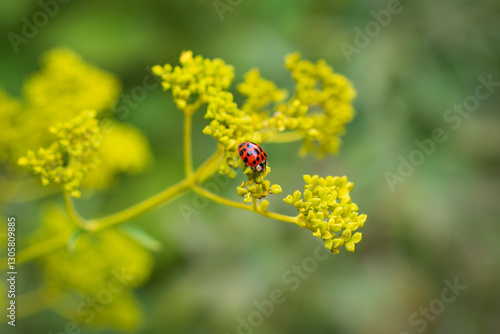 Red spotted ladybug exploring a bright yellow plant against a natural blurry background of greenery and garden foliage