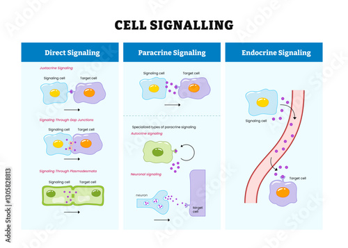 Bio signaling diagram process, Biosignaling or cell signaling, organisms, labeled direct, paracrine, endocrine with animal and plant cell. Vector illustration.