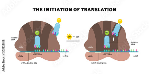 The initiation of translation ribosome diagram process, labeled protein chain and amino acid, polypeptide, large subunit, small subunit, codons, anti codon, mrna, trna. 