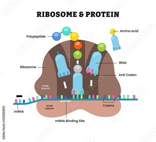 Ribosome and protein structure anatomy diagram process, labeled protein chain and amino acid, polypeptide, large subunit, small subunit, codons, anti codon, mrna, trna.