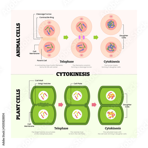 Cytokines in animal cell and plant cell diagram process, produce protein for immune system, labeled telophase, cytokinesis, cleavage furrow, parent and daughter cell division. Vector illustration