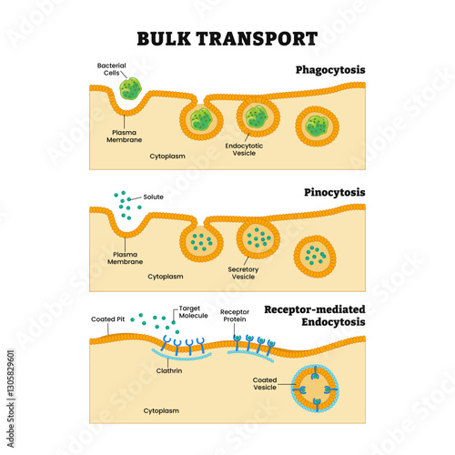 Bulk transport process diagram, Endocytosis and exocytosis, eukaryotes, Phagocytosis, pinocytosis or receptor mediated stages, intracellular invagination, vacuole, coated vesicle, pseudopodia, plasma 