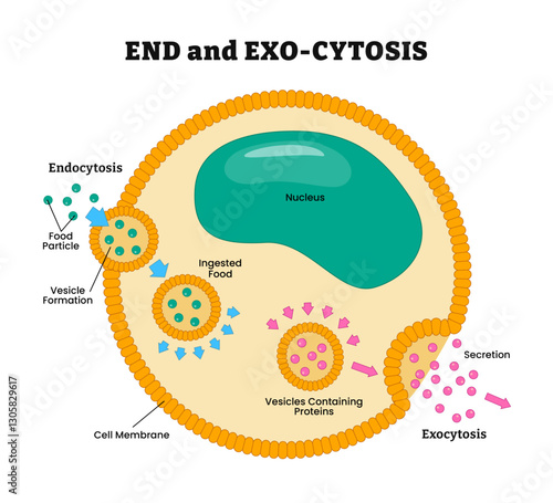 Endocytosis and Exocytosis process diagram poster design, labeled food particle, vesicle formation, ingested food, cell membrane, protein, secretion. vector illustration.