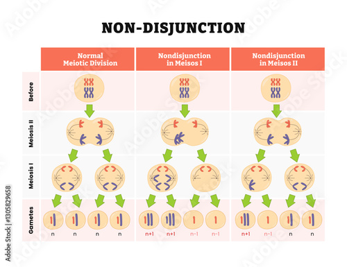 Non Disjunction in meiosis diagram stages, labeled gametes, meiosis 1, 2, chromosomes or chromatids fail to separate during cell division, formation of genetic diseases. Vector illustration.