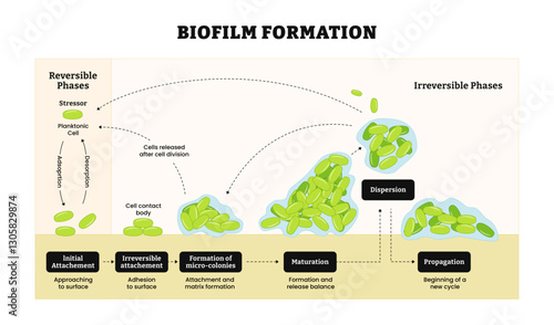 Biofilm formation stages with development and dispersion, labeled initial attachment, irreversible, micro-colonies formation, maturation, dispersion, propagation, matrix and mature cycle, waterborne.