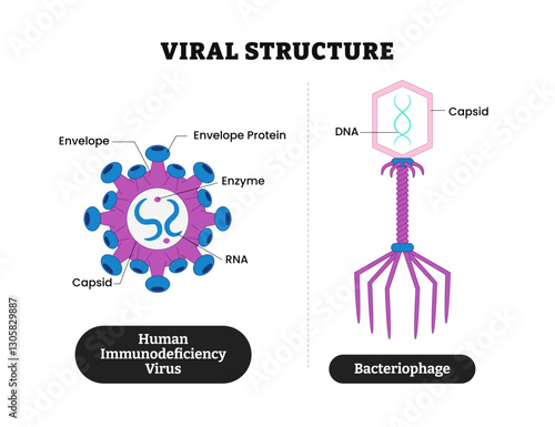 Virus viral structure anatomy for medical science poster design, labeled HIV or Human Immunodeficiency Virus and Bacteriophage, capsid, dna, envelope, protein, enzyme, rna.