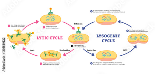 Different of Lytic cycle and Lysogenic cycle, Cell reproduction, labeled  bacteriophage nucleic acid into host bacterium genome. Lysis and infection, replication, induction, infection, dna.